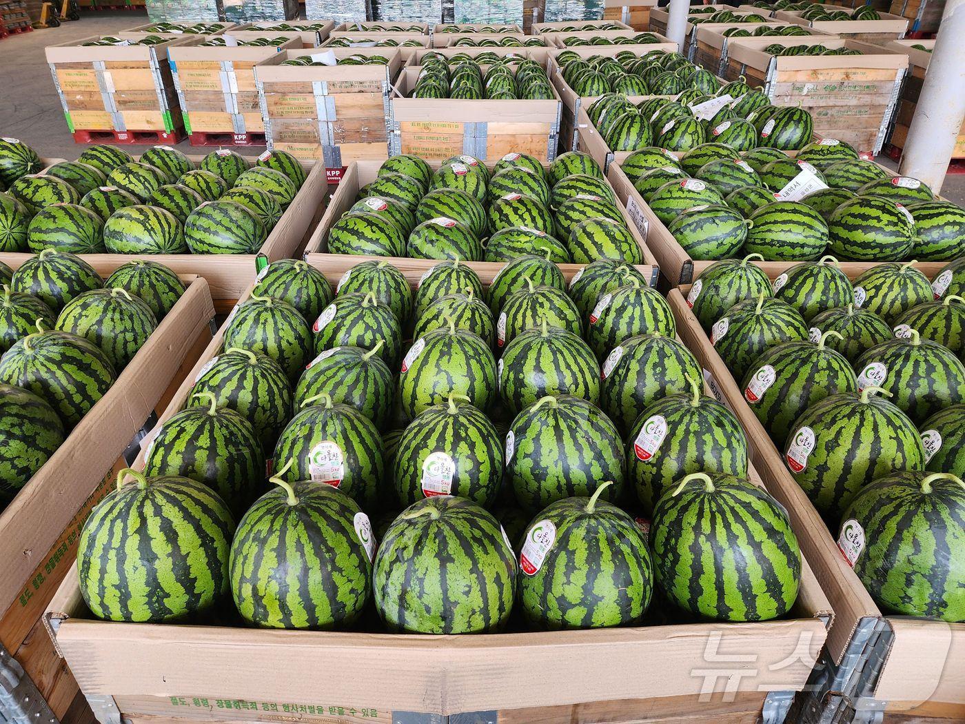 본문 이미지 -  4일 충북 음성군은 지역 대표 농산물 다올찬 수박이 출하를 시작했다고 밝혔다.(음성군 제공)2024.6.4/뉴스1