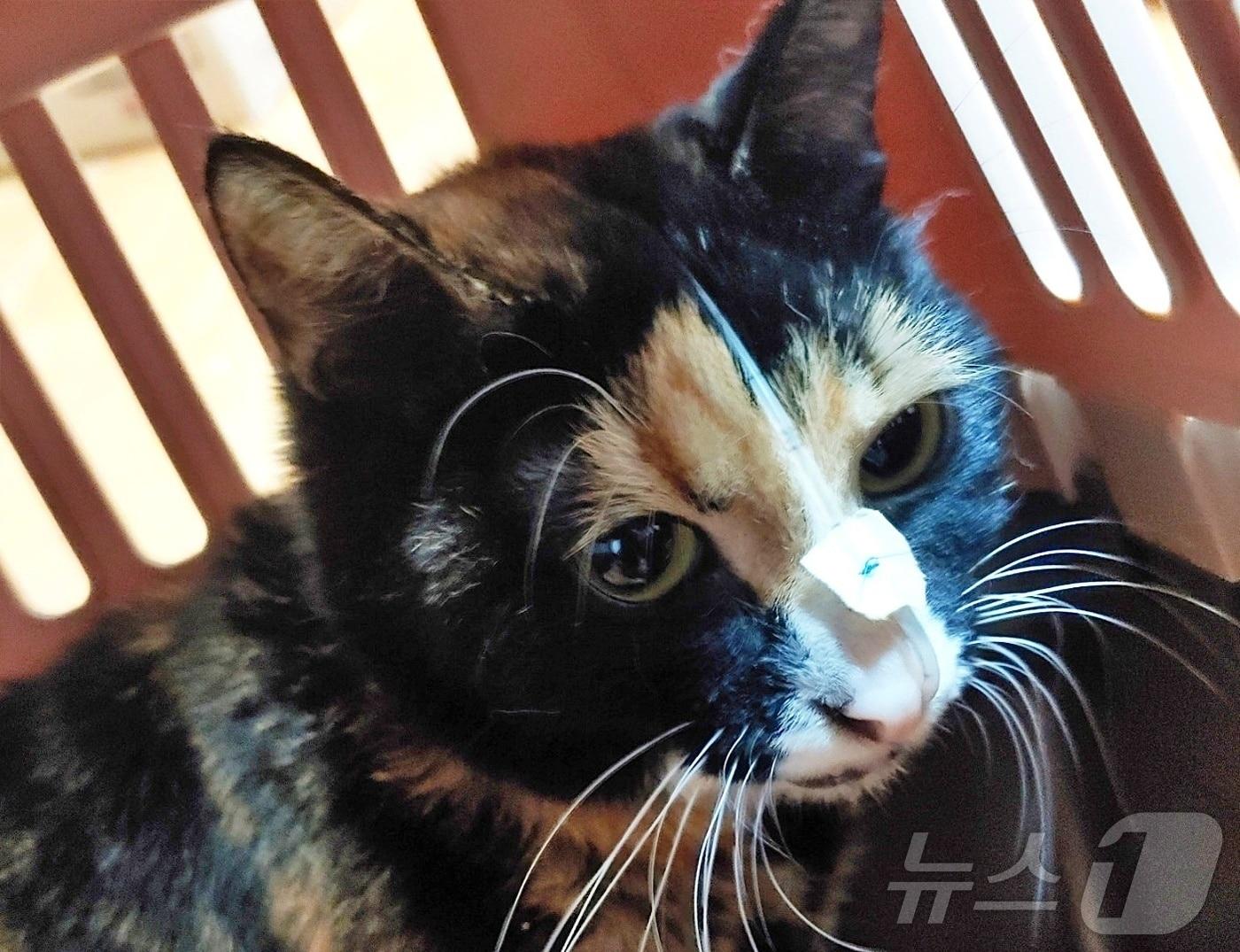 본문 이미지 - 질병과의 사투에서 삶의 의지를 강하게 보여주고 있는 고양이 '엄지'(길냥이와 동고동락 제공) ⓒ 뉴스1