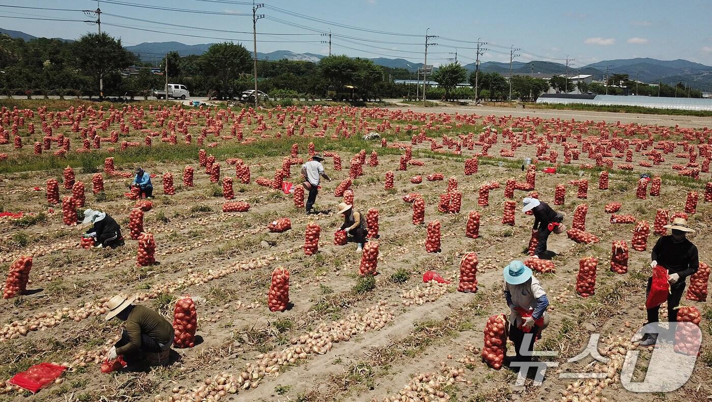 절기상 망종&#40;芒種&#41;을 하루 앞둔 4일 오후 경북 청도군 각남면 한 양파밭에서 외국인 계절근로자들이 부지런히 양파를 수확하고 있다. 2024.6.4/뉴스1 ⓒ News1 공정식 기자