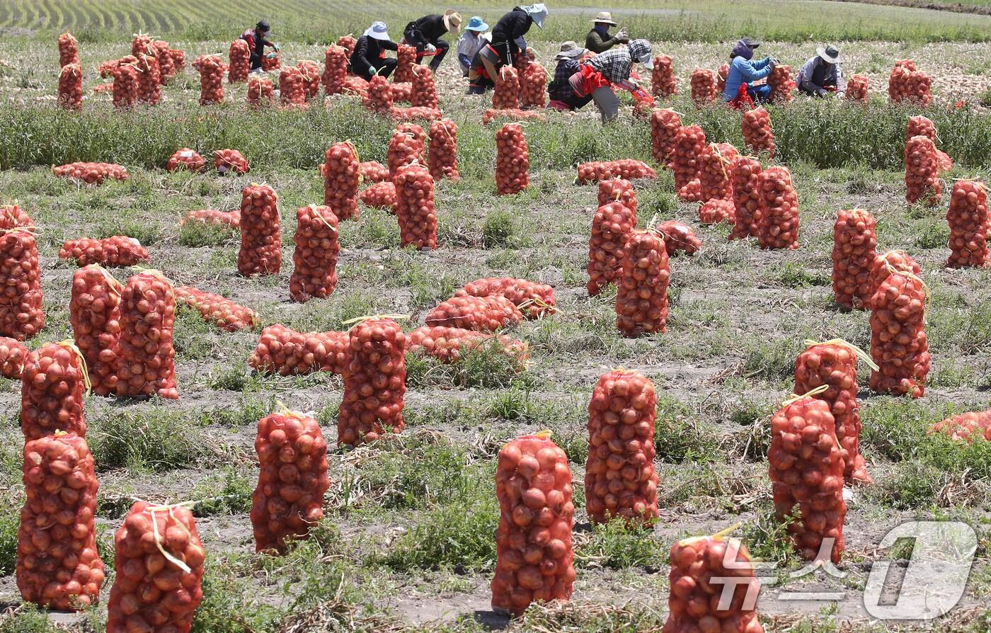 경북 청도군 각남면의 양파 수확 모습. 2024.6.4/뉴스1 ⓒ News1 공정식 기자