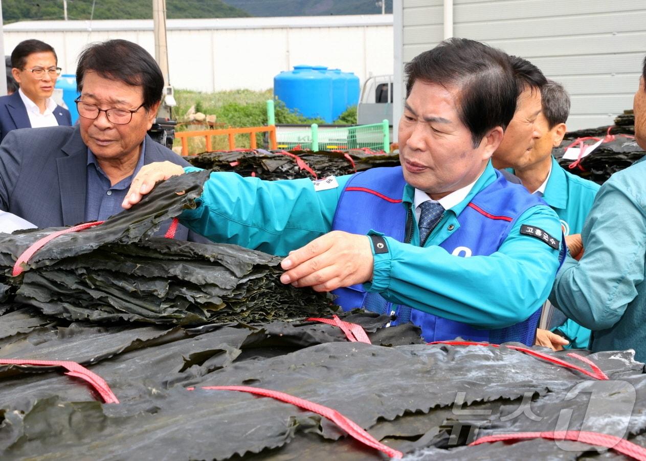 본문 이미지 - 4일 공영민 군수가  금산면 오천 다시마위판장 개장과 안전조업을 기원하는 초매식에 참석해 다시마를 살펴보고 있다(고흥군 제공)2024,6,4/