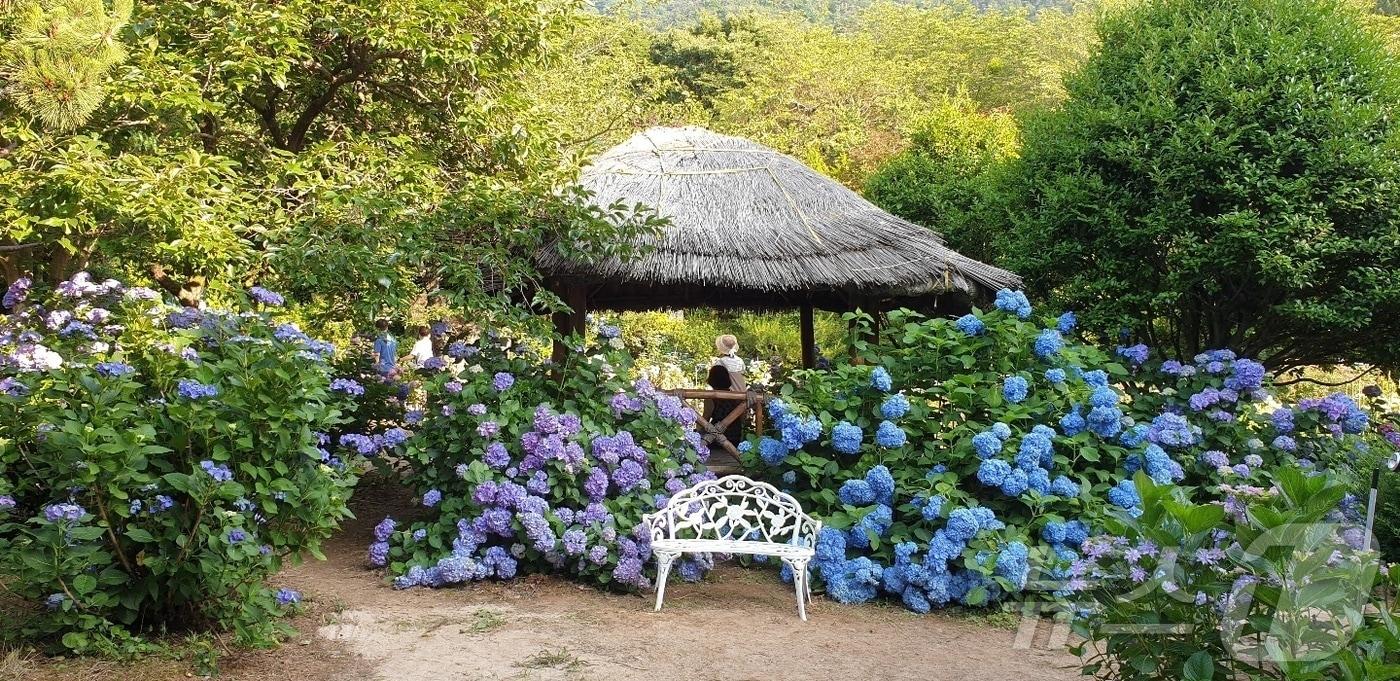 경남 고성군 거류면 만화방초에 피어있는 수국.(고성군 제공)