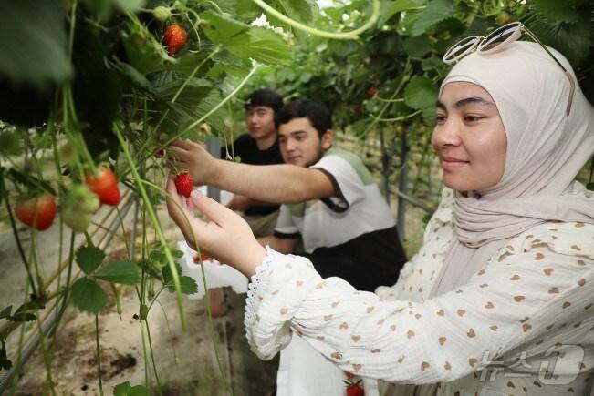 본문 이미지 - 우석대학 유학생이 5일 삼례 신금리의 한 농장에서 딸기 수확 체험을 하고 있다.(우석대 제공)/뉴스1