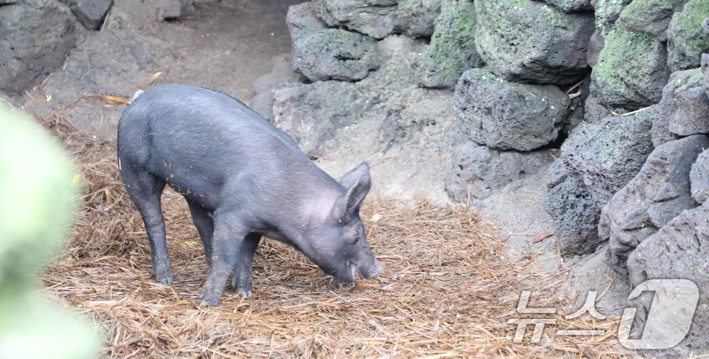 제주 흑돼지/뉴스1 