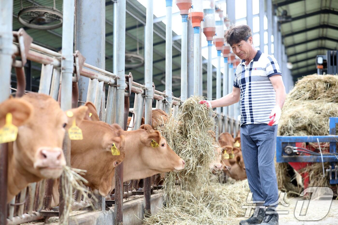 1일 오전 전남 나주시 공산면의 한 한우농가에서 정종안 씨(58)가 소에게 사료를 주고 있다. 2024.7.1/뉴스1 ⓒ News1 박지현 기자