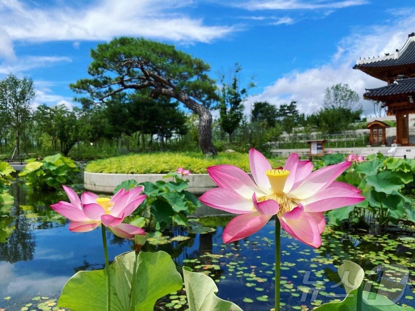 본문 이미지 - 국립세종수목원 한국전통정원 연꽃.(국립세종수목원 제공)/뉴스1