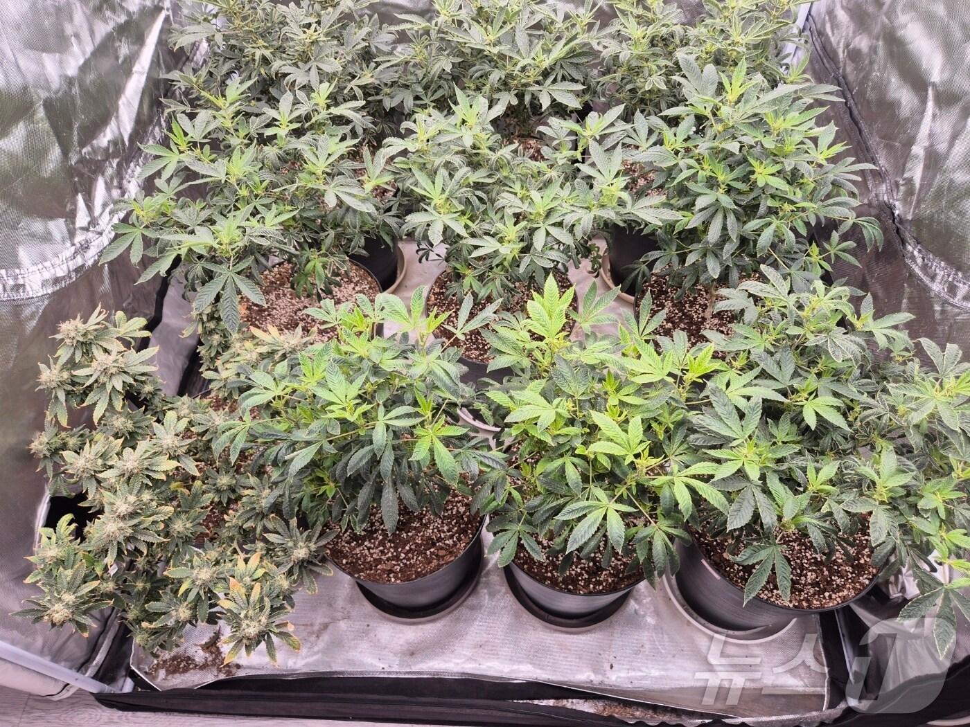 본문 이미지 - A 씨 일당이 재배한 대마 모습.(인천경찰청 제공)2024.7.10/뉴스1