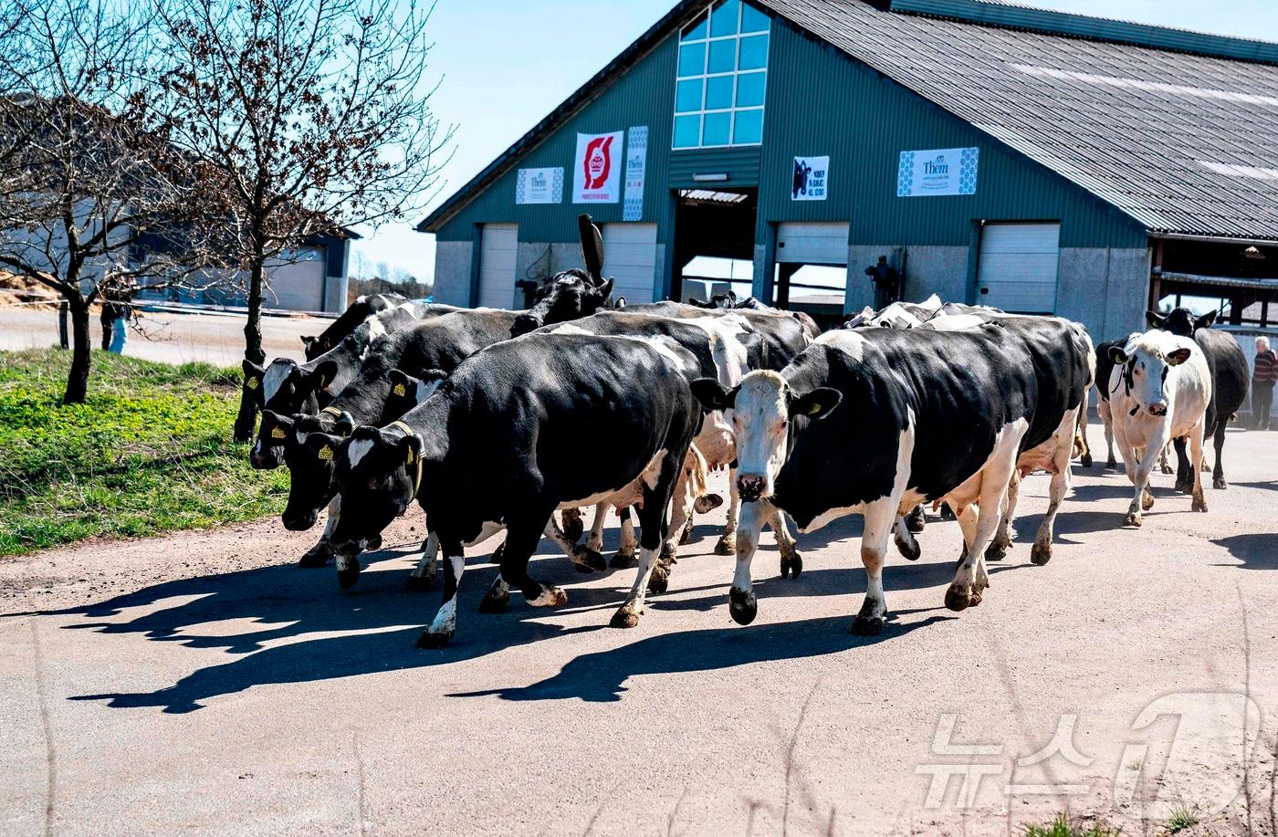 본문 이미지 - 지난 2020년 4월19일(현지시간) 덴마크 센트럴 유틀란드 인근의 한 농가에서 젖소들이 마구간에서 풀려난 모습. 20.04.19 ⓒ AFP=뉴스1 ⓒ News1 김예슬 기자