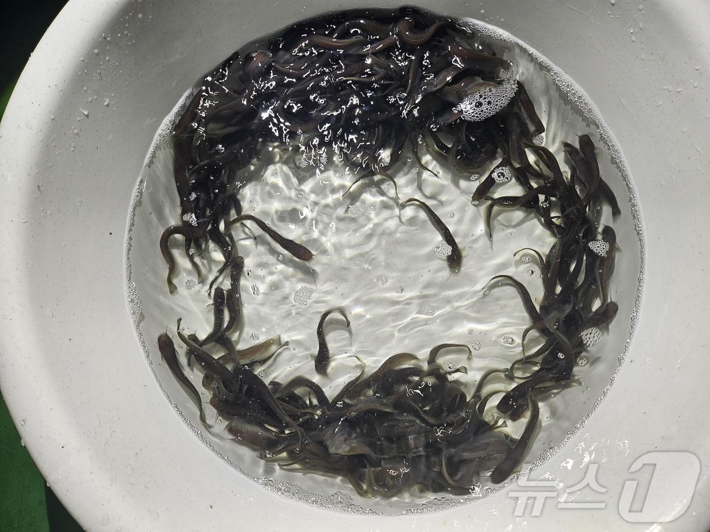 본문 이미지 - 국내 토종 민물고기 미유기.(강원도 글로벌본부 제공) 2024.7.10/뉴스1