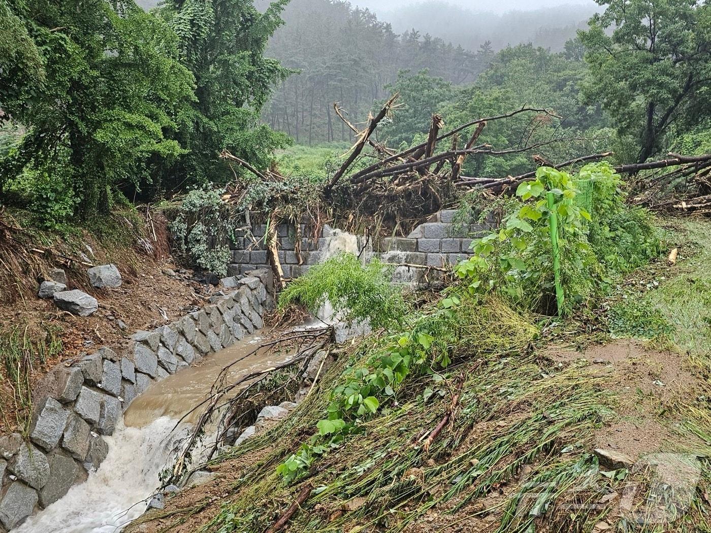 본문 이미지 - 집중호우로 발생한 토사와 유목이 앞서 사방댐에 가로 막혀 하류로 떠내려가지 못하고 있다.(전북자치도 제공)/뉴스1 