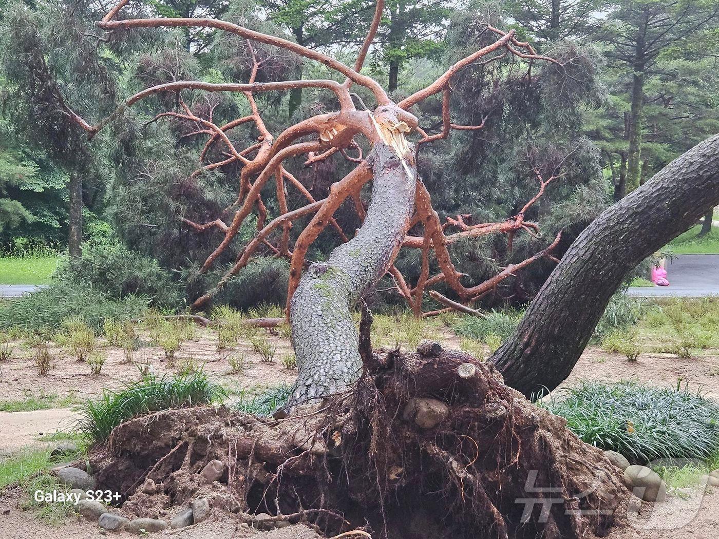 본문 이미지 - 뿌리째 뽑힌 의림지솔밭공원 노송.(독자제공)2024.7.13/뉴스1