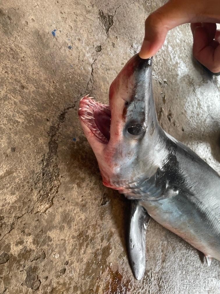 본문 이미지 - 114일 낮 12시 30분쯤 강원 고성군 오호항 동방 약 6.2㎞(3.4해리) 해상에서 복어 조업 중인 어선 A 호(4.53톤)가 발견한 청상아리(길이 약 1m‧둘레 약 42㎝‧무게 약 7.5㎏) 자료사진. (속초해양경찰서 제공) 2024.7.14/뉴스1