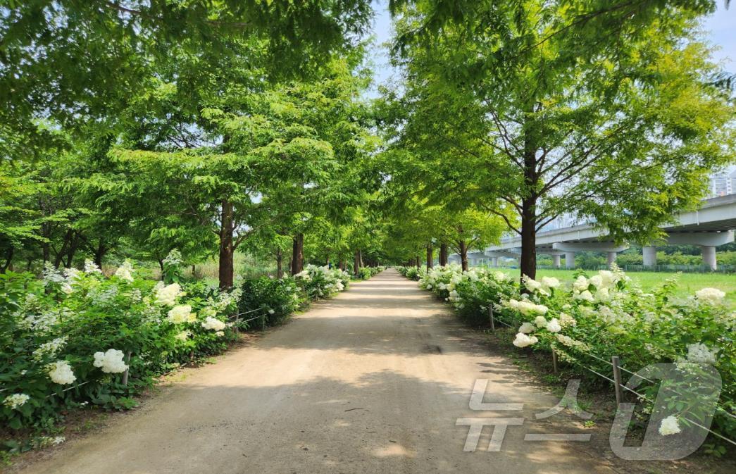 본문 이미지 - 2023년 화명생태공원 메타세퀘이아길 목수국 전경(부산시청 제공)