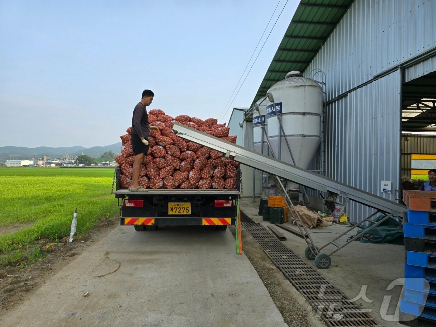 본문 이미지 - CJ프레시웨이에 납품하는 보은군 탄부면 대서마늘(보은군 제공) /뉴스1