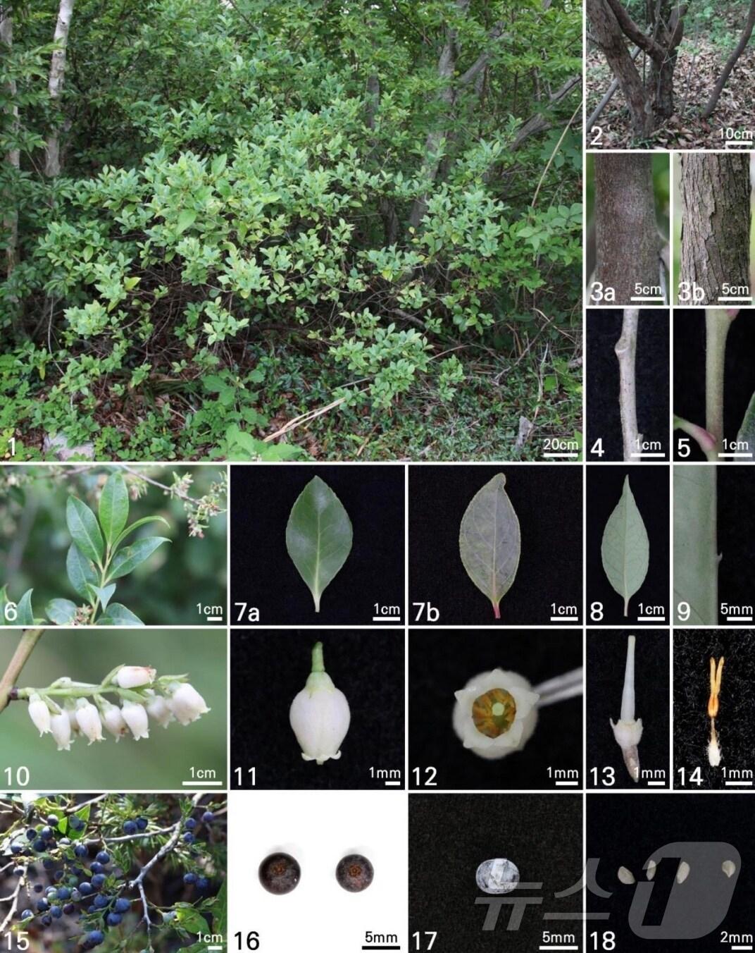 본문 이미지 -  15일 산림품종관리센터는 한국의 블루베리로 불리는 모새나무 등 산림자원 14종의 특성과 유용성을 담은 연구집을 발간했다고 밝혔다. 사진은 모새나무 주요형질 설명 페이지.(한국산림자원식물 특성 연구 캡처)2024.7.15/뉴스1