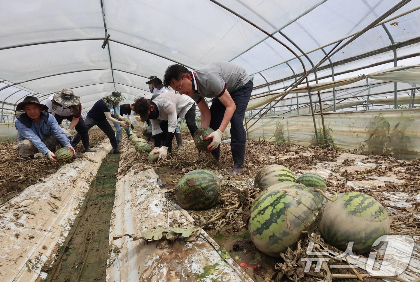 농촌진흥청 직원들이 15일 전북 익산시에 위치한 집중호우 피해 농가를 찾아 복구작업 일손 돕기를 하고 있다. &#40;농촌진흥청제공&#41; 2024.7.15/뉴스1