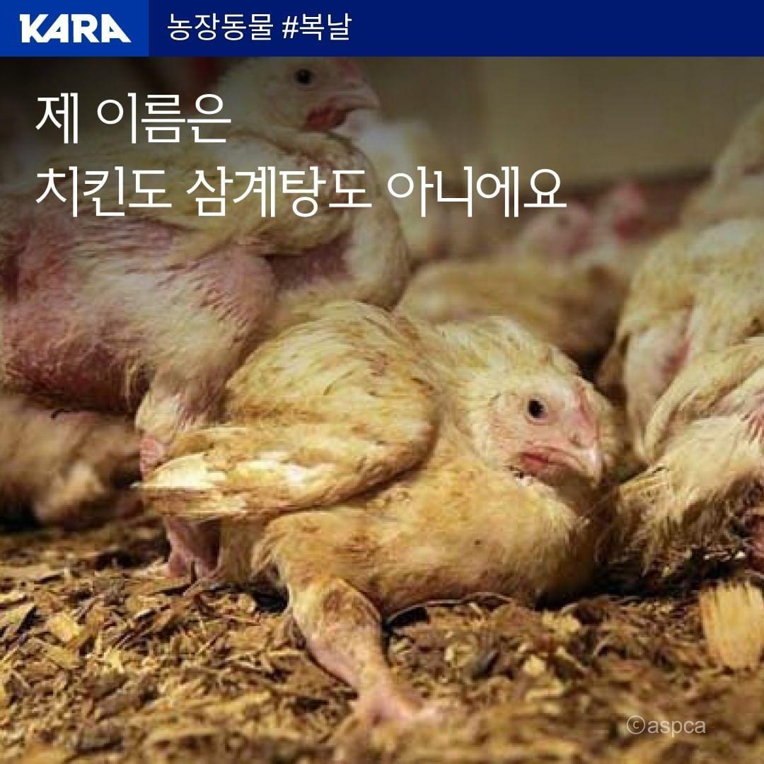 본문 이미지 - 15일 동물단체들이 초복을 맞아 일제히 채식 섭취를 권장하는 목소리를 냈다. (카라 제공) ⓒ 뉴스1