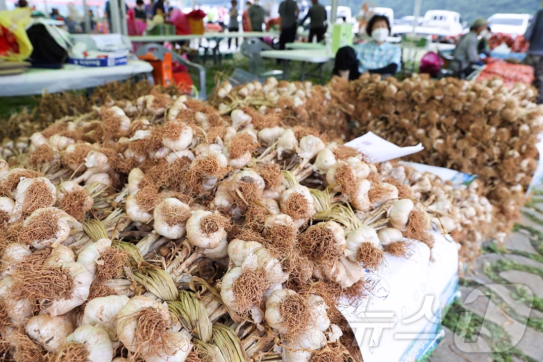 본문 이미지 - 단양마늘직거래장터.(단양군 제공)2024.7.16/뉴스1