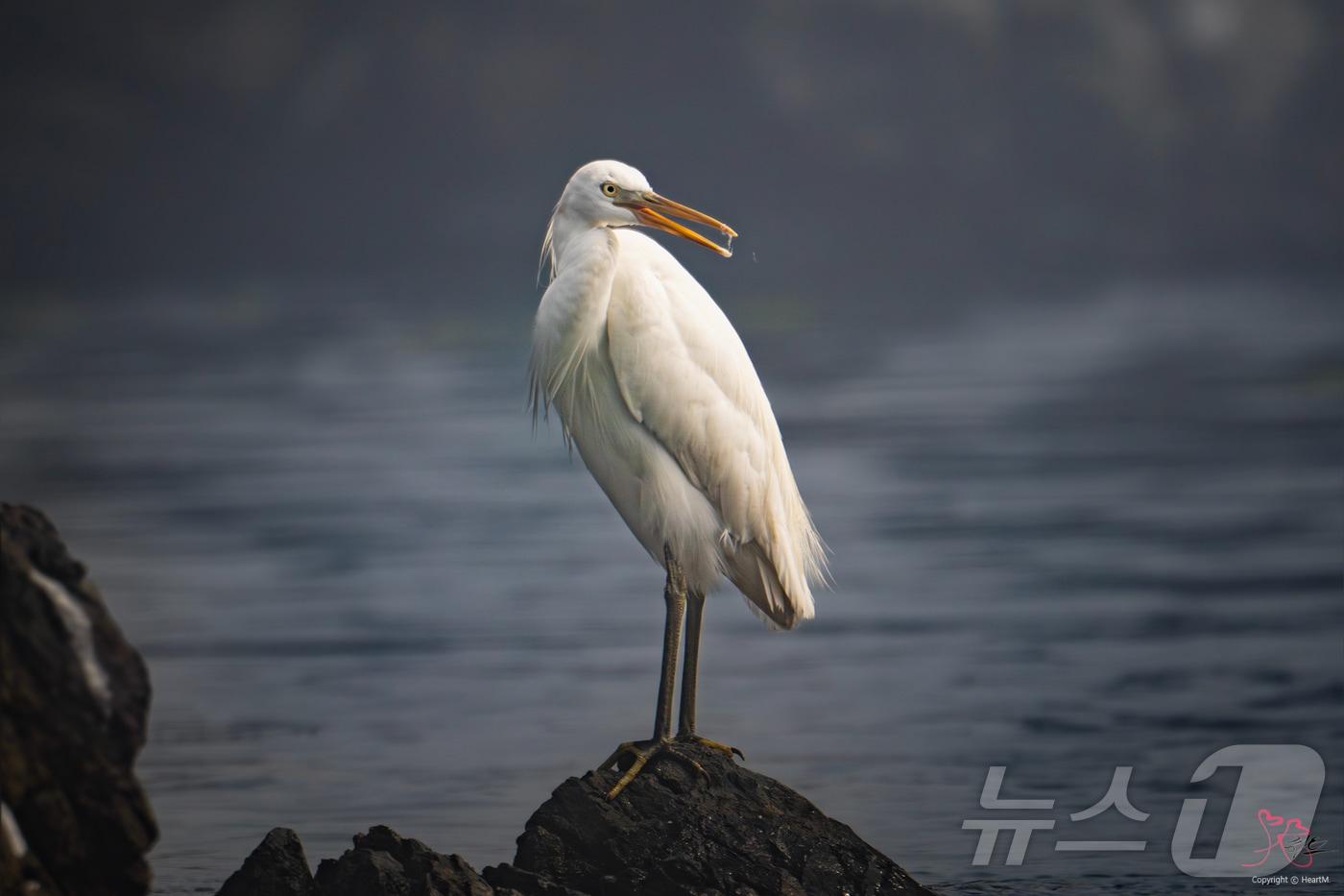 '울산 새(鳥) 통신원'인 조현표 씨가 촬영한 멸종위기야생물 Ⅰ급 ‘노랑부리백로’.(울산광역시제공)