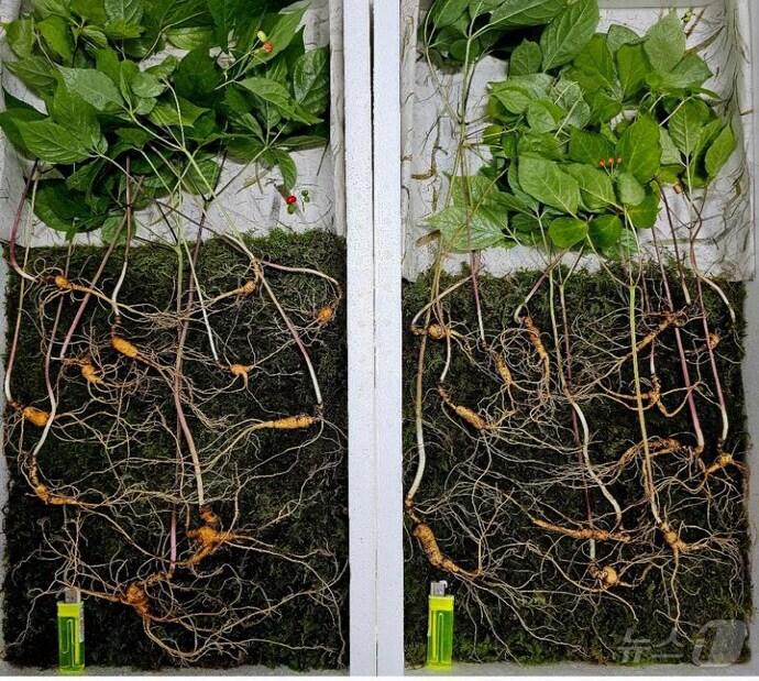 본문 이미지 - 광양 백운산에서 50년근 천종산삼 24뿌리가 발견됐다(한국 심마니협회 제공)2024.7.17/ 