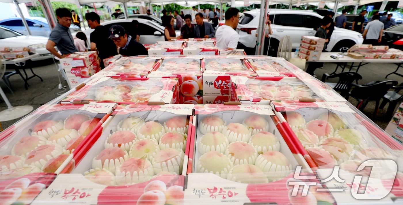 본문 이미지 - 제26회 명품전주복숭아 축제가 열린 17일 전북자치도 전주시 전주종합경기장에서 시민들이 복숭아를 구매하고 있다. 2024.7.17 ⓒ 뉴스1 유경석 기자