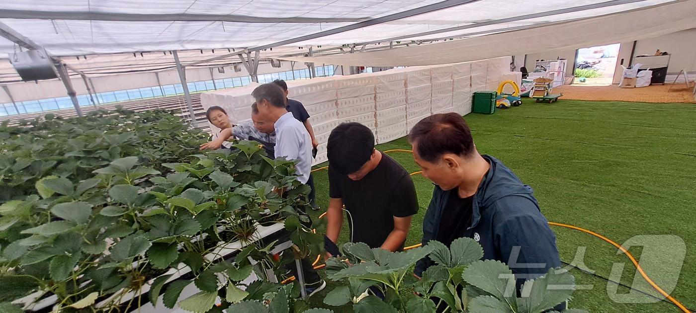 양양 딸기 스마트팜 체험.(양양군 제공) 2024.7.17/뉴스1