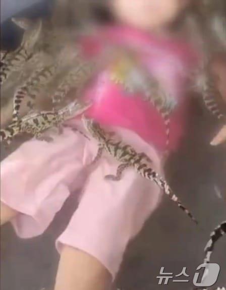 본문 이미지 - 4세 소녀가 새끼 악어와 함께 수영하는 모습. - X 갈무리