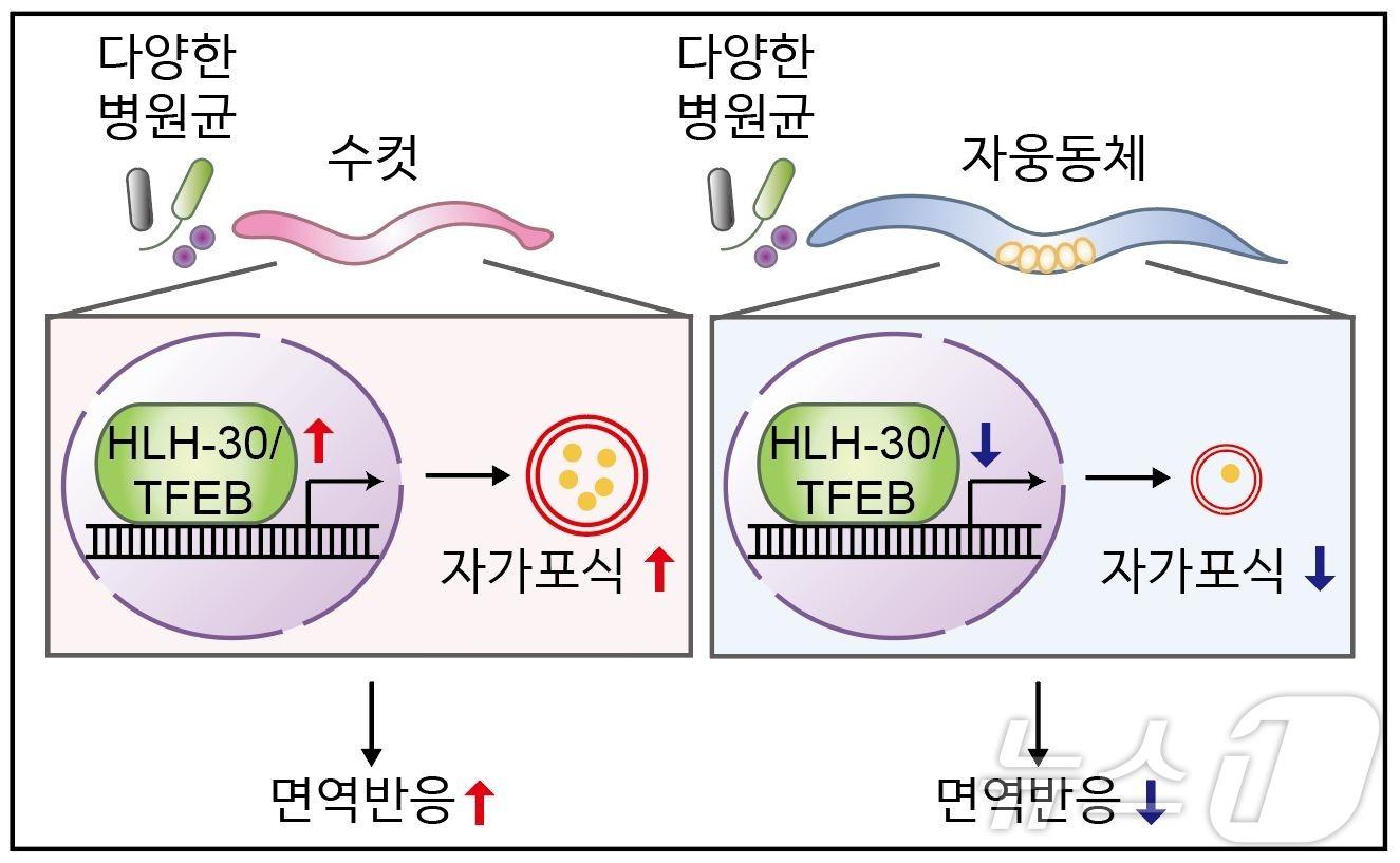 본문 이미지 - 연구 모식도.(KAIST 제공)/뉴스1