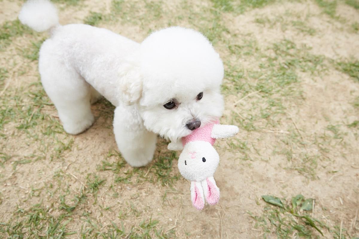 본문 이미지 - 청담우리동물병원에 따르면 비숑프리제는 십자인대 파열이 호발하는 견종으로 특히 주의가 필요하다. &#40;사진 이미지투데이&#41; ⓒ 뉴스1