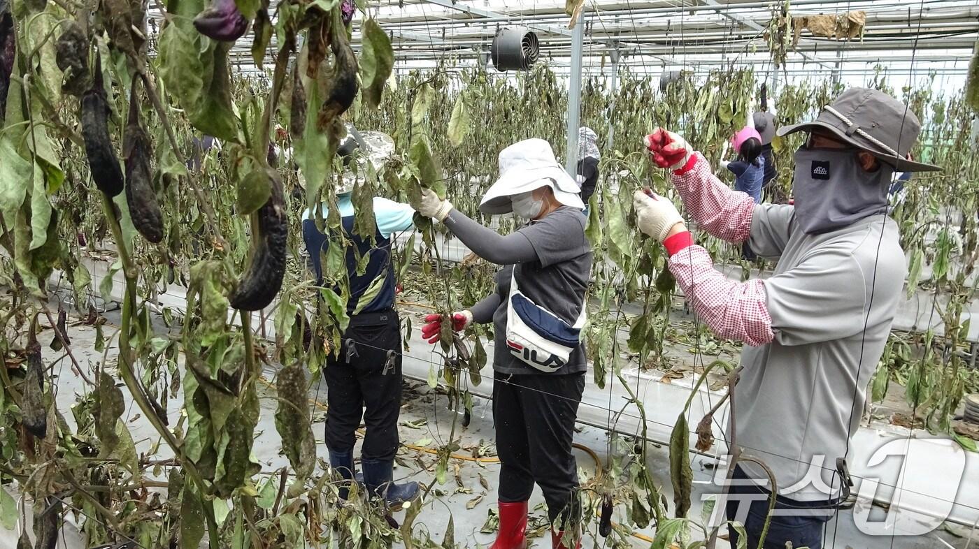 농촌진흥청 국립식량과학원 직원들이 농가를 방문, 피해 복구 일손을 돕고 있다. (농촌진흥청 제공) 2024.7.18/뉴스1