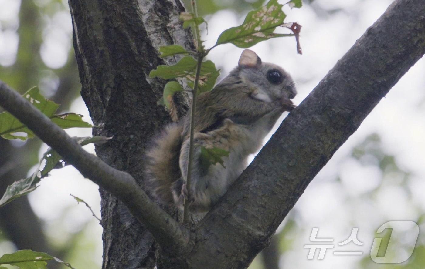 멸종위기 야생생물 II급 하늘 다람쥐.(울산시설공단)