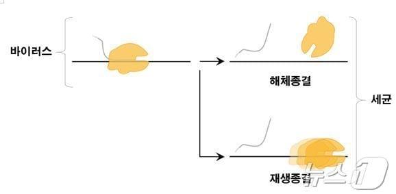 본문 이미지 - 바이러스와 세균에서 전사 종결방식의 차이.(KAIST·서울대공동연구팀 제공)/뉴스1