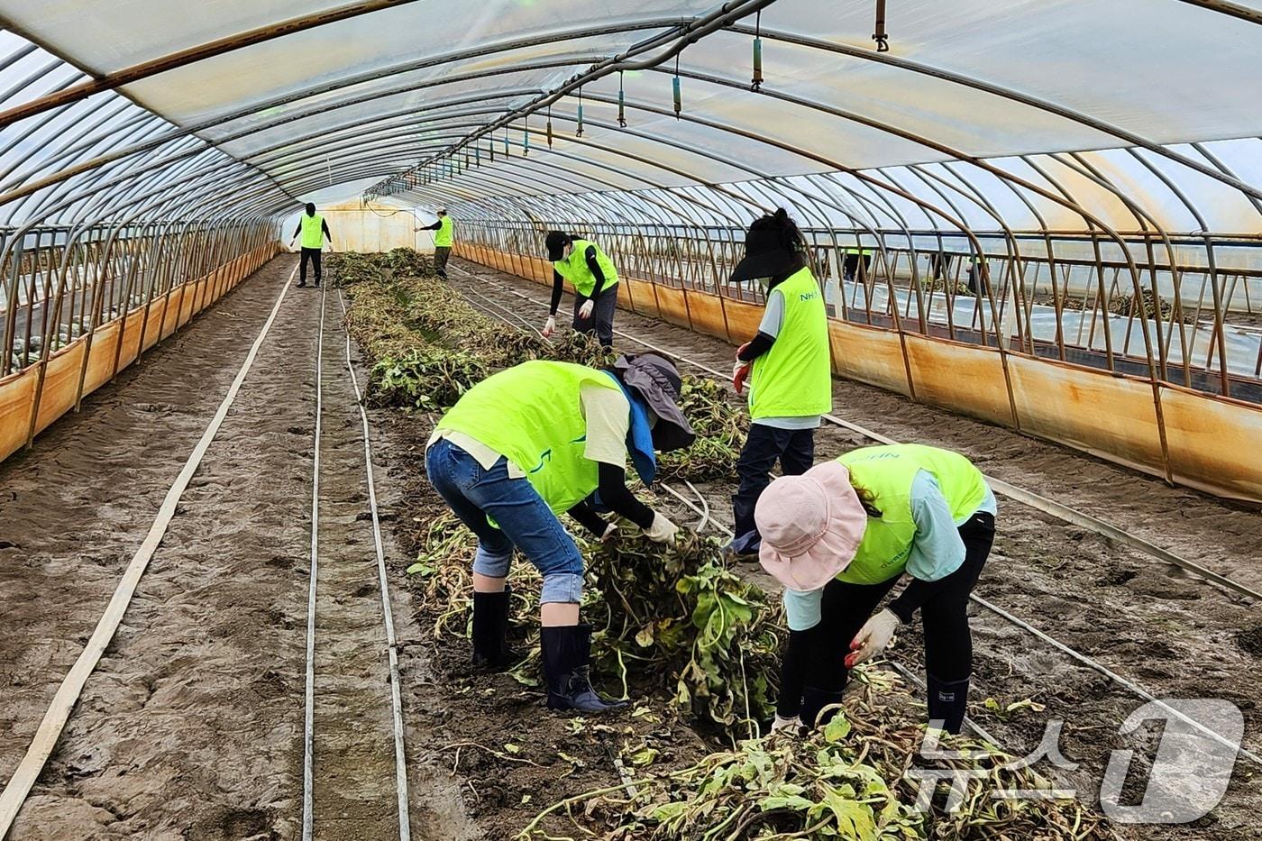 농협경제지주 소매체인본부 직원들이 19일 전북 익산 용동면 집중호우 피해 농가에서 수해복구 작업을 하고 있다. &#40;농협 제공&#41; 2024.7.19/뉴스1