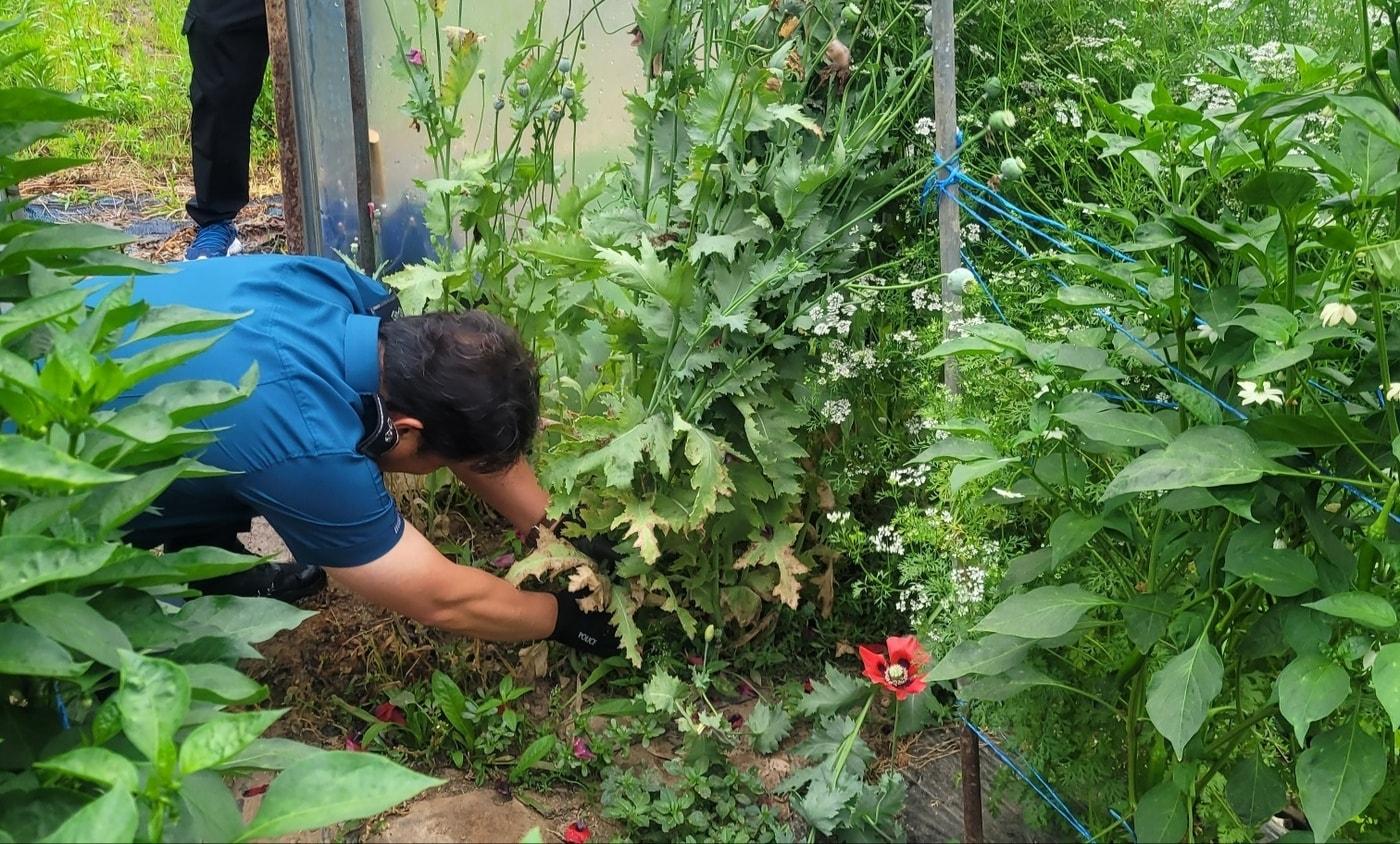 마약성 양귀비 단속 현장(경기북부경찰청 제공)/뉴스1