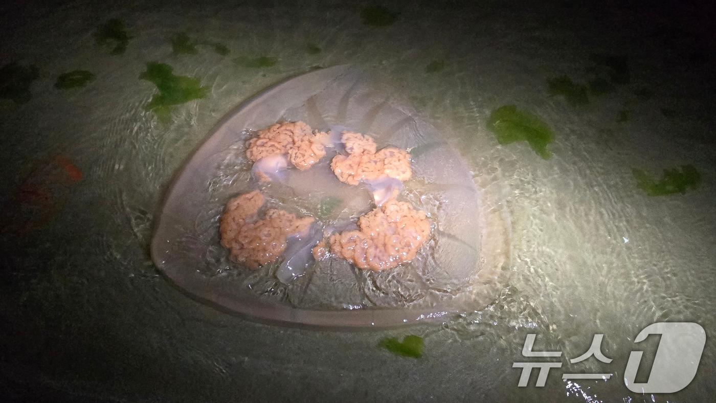 본문 이미지 - 21일 오후 9시1분쯤 경북 포항시 남구 송도해수욕장에서 대형 해파리가 수면에 떠있는 것을 시민이 발견해 해경에 신고했다. 신고를 받은 포항해양경찰서는 시민들의 안전을 위해 수거 한 후 관계 기관에 정확한 해파리 종류에 대해 문의할 계획이다. 이날 발견된 해파리는 가로, 세로 약 50cm정도의 크기다. (독자제공) 2024.7.21/뉴스1 ⓒ News1 최창호 기자