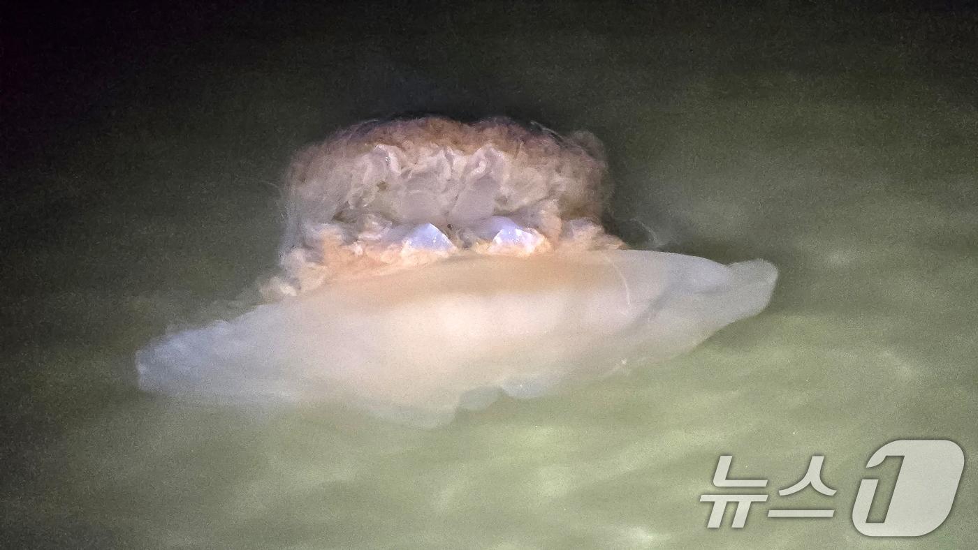 본문 이미지 - 대형 해파리 참고사진.(독자제공) / 뉴스1 ⓒ News1