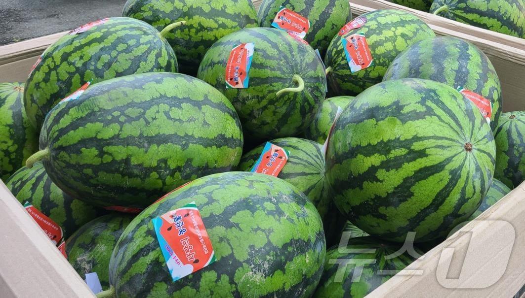 본문 이미지 - 부산 엄궁농산물도매시장 유통종사자 일동이 중복을 맞아 오는 24일 수박 700통을 지역 내 경로당과 어린이들에게 기부하기로 했다(엄궁농산물도매시장관리사업소 제공)