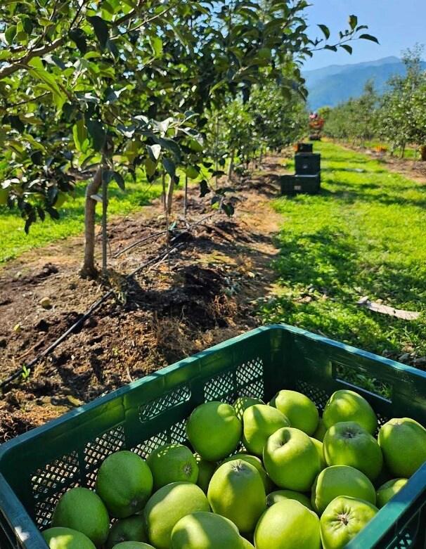 본문 이미지 - (쿠팡 제공)