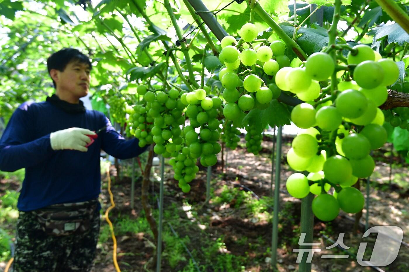 본문 이미지 - 절기상 대서인 22일 오전 경북 포항시 남구 연일읍 여닐뜰 농장에서 농장주가 출하를 앞둔 샤인머스켓 루비로망을 살펴보고 있다. 2024.7.22/뉴스1 ⓒ News1 최창호 기자