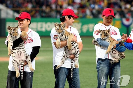 본문 이미지 - 프로야구 KIA 타이거즈의 10번째 우승을 기원한다는 의미에서 '아이'(암컷), '러브'(수컷), '기아'(암컷)라는 이름이 각각 붙은 벵골호랑이 3마리가 시구하는 모습.(KIA타이거즈 제공)2024.7.22/뉴스1