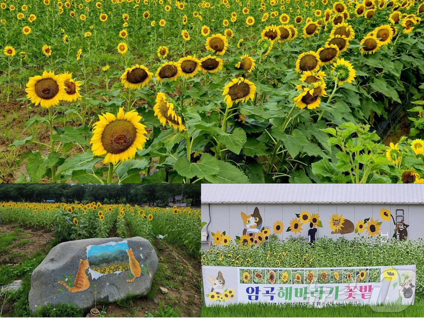 본문 이미지 - 경주시 보덕동에 있는 해바라기 밭과 고양이 그림이 그려진 벽화.(경주시 제공) 2024.7.22/뉴스1 