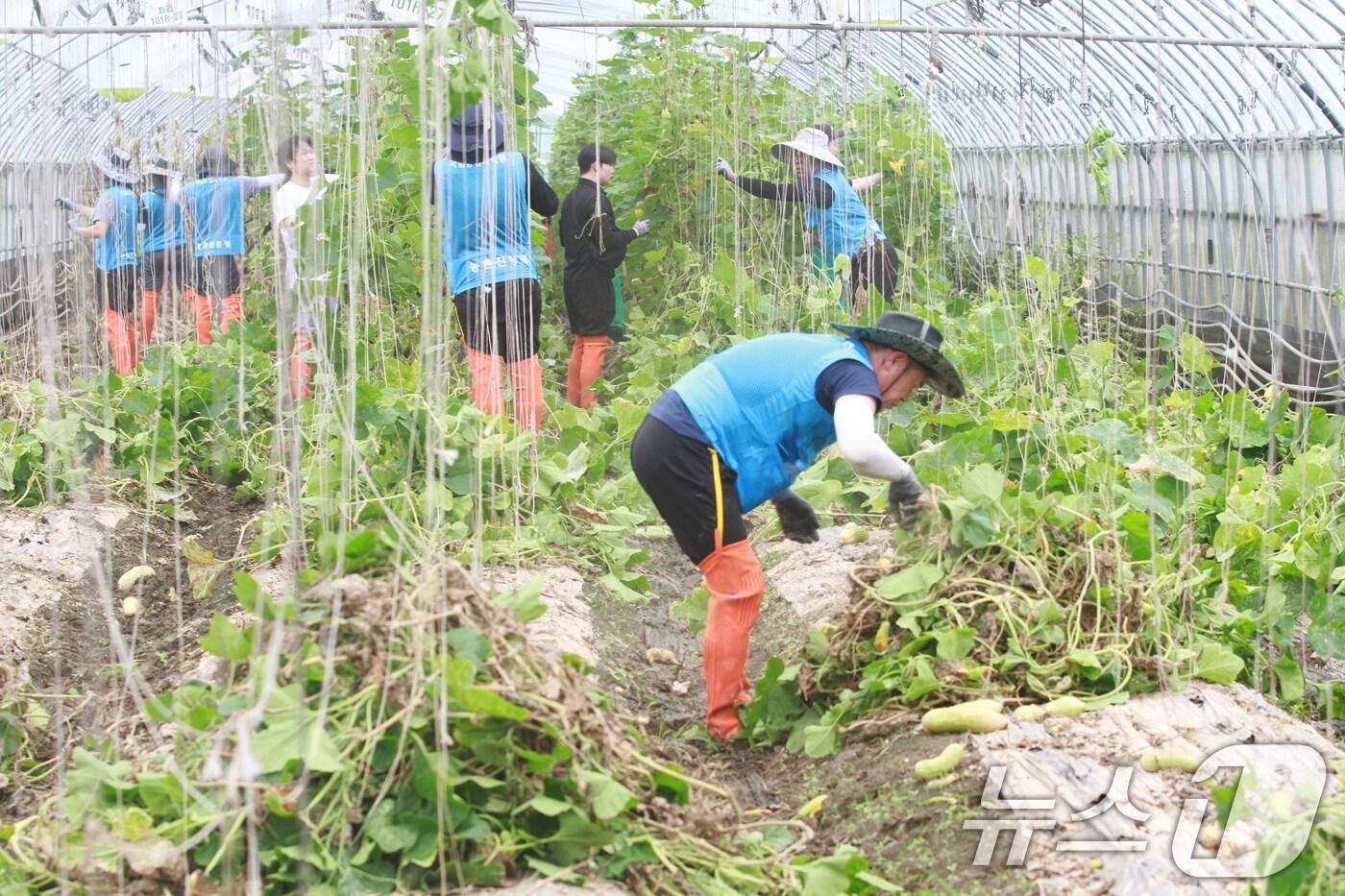 국립농업과학원 직원들이 집중호우로 피해를 입은 전북 군산 과채류 재배 농가를 찾아 피해 복구 활동을 돕고 있다. (농촌진흥청 제공) 2024.7.22/뉴스1