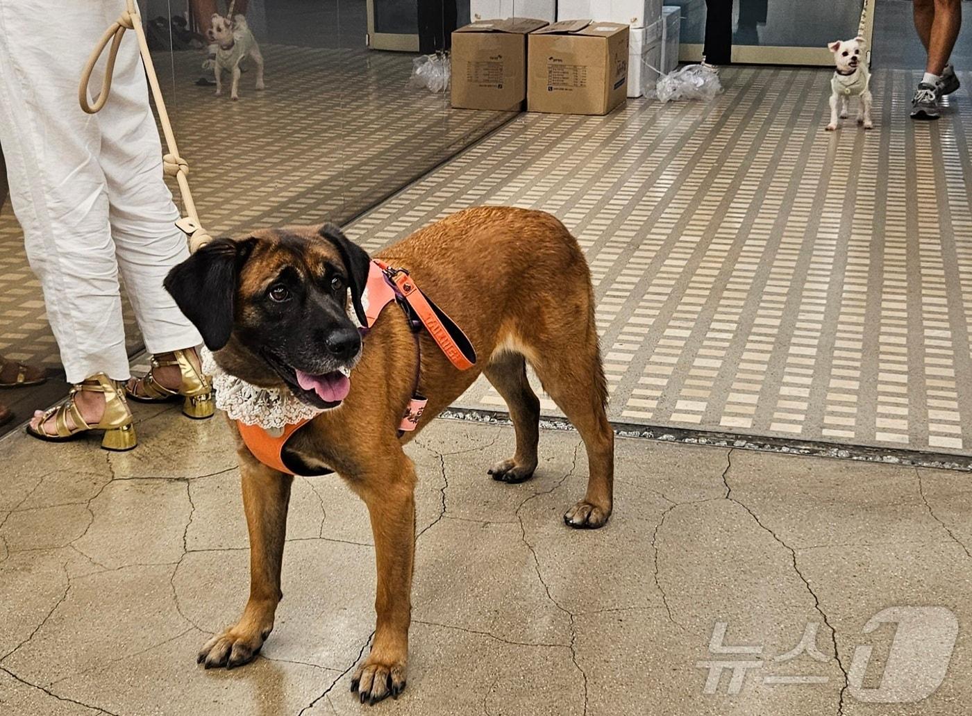 본문 이미지 - 몰티즈가 짖어도 신경 쓰지 않는 대형견 ⓒ 뉴스1 최서윤 기자