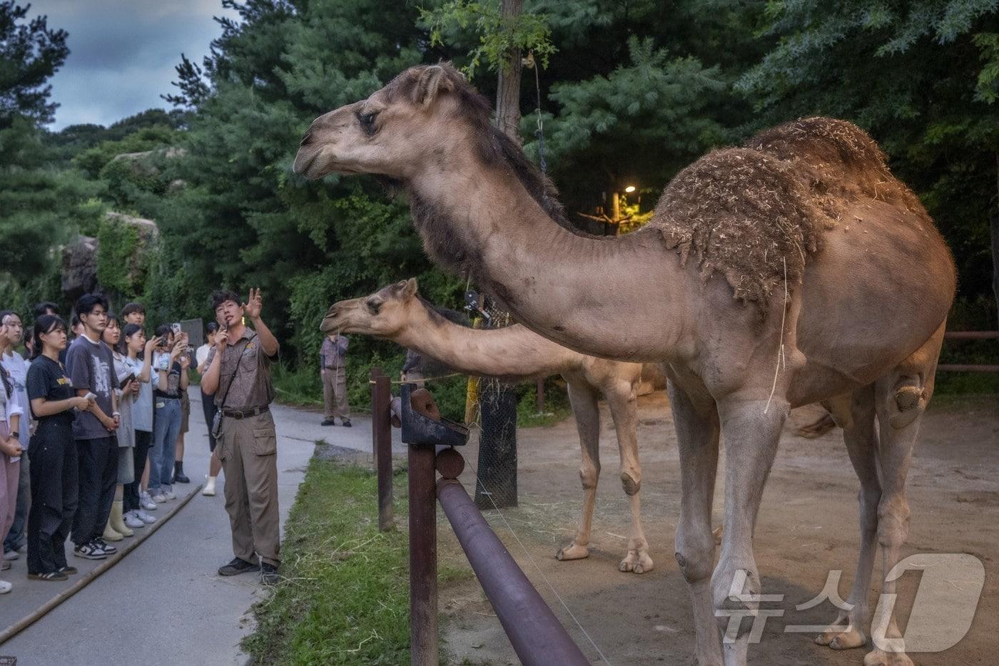 로스트밸리 선셋 어드벤처(에버랜드 제공)