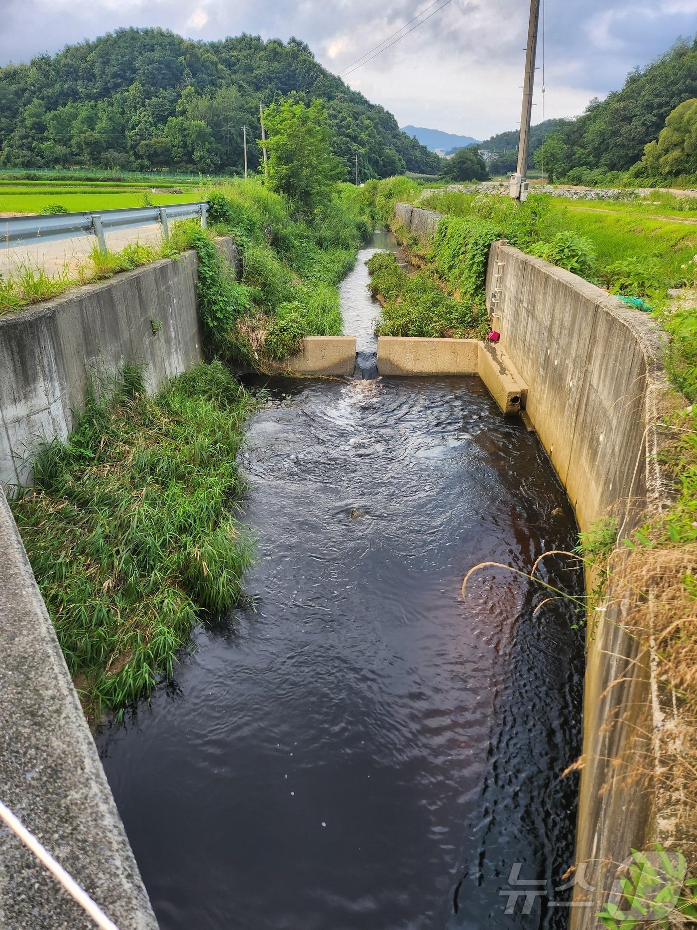 본문 이미지 - 시꺼멓게 오염된 미당천 모습.(독자제공)2024.7.23/뉴스1