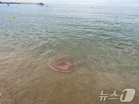 본문 이미지 - 강원 북부동해안에 출몰한 해파리.(속초해경 제공) 2024.7.23/뉴스1
