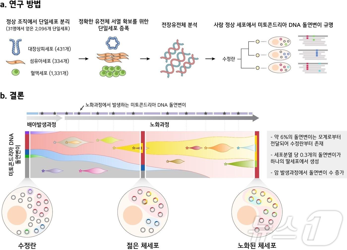 본문 이미지 - 연구 모식도.&#40;KAIST 제공&#41;/뉴스1