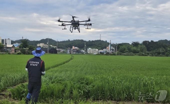 본문 이미지 - 군산시 농업기술센터가 '기후변화 악충'으로 알려진 이화명나방 방제에 나서고 있다.(군산시 제공) 2024.7.24/뉴스1