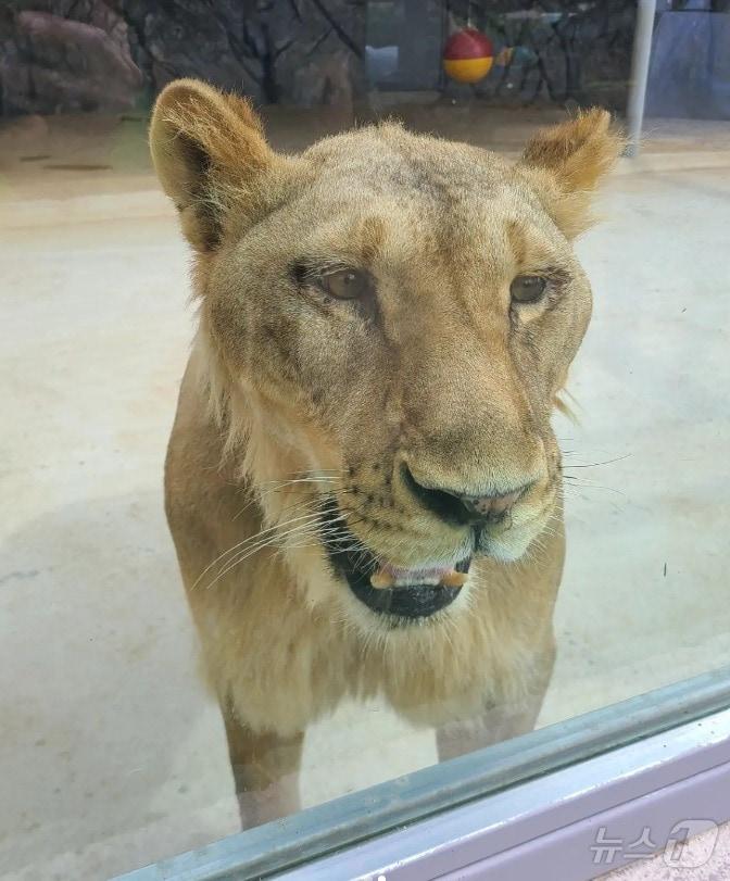 본문 이미지 -  갈비사자 바람이 딸 D(청주동물원 SNS 캡쳐).2024.7.24/뉴스1