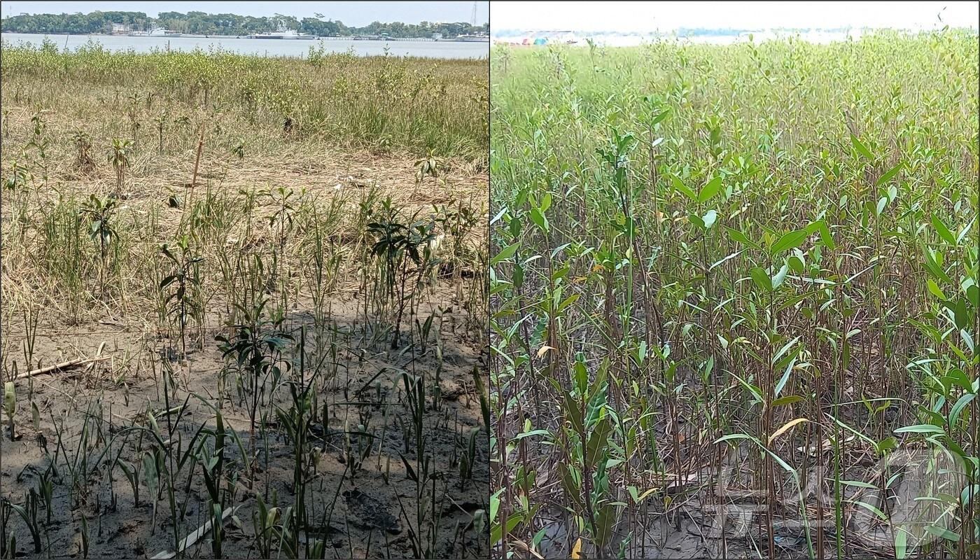 맹그로브 식재 현황(왼쪽이 2023년, 오른쪽 2024년 성장 상황) ⓒ 뉴스1